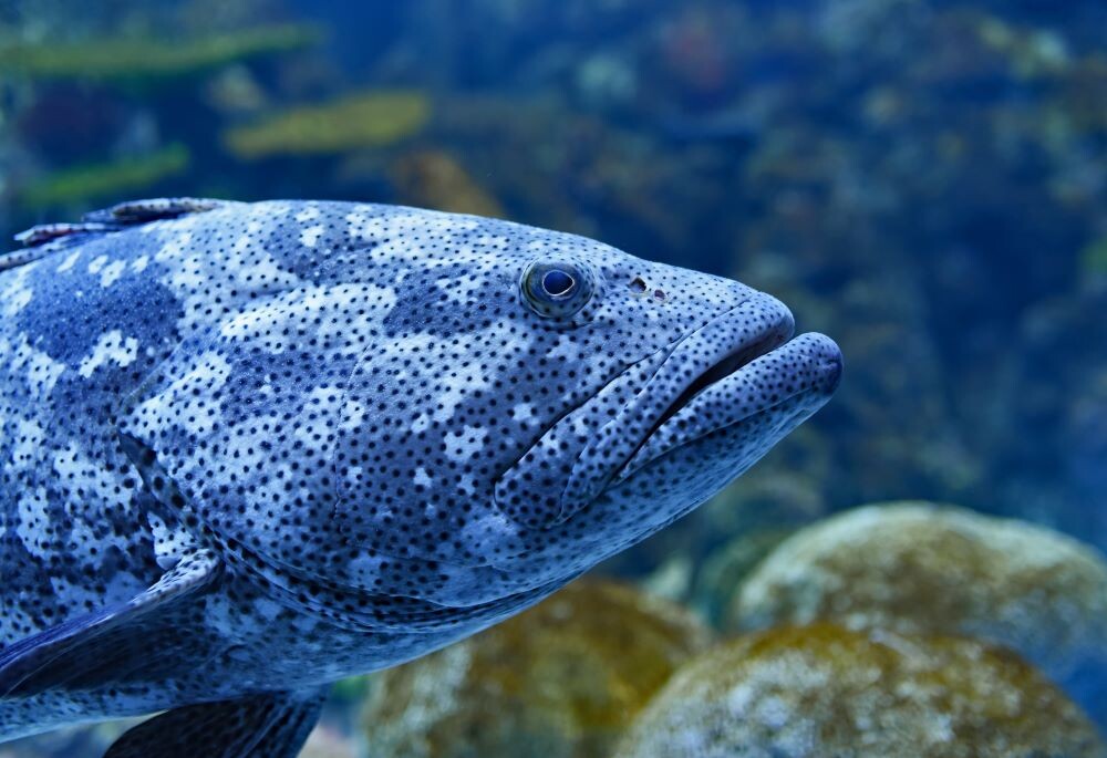 grouper in the ocean