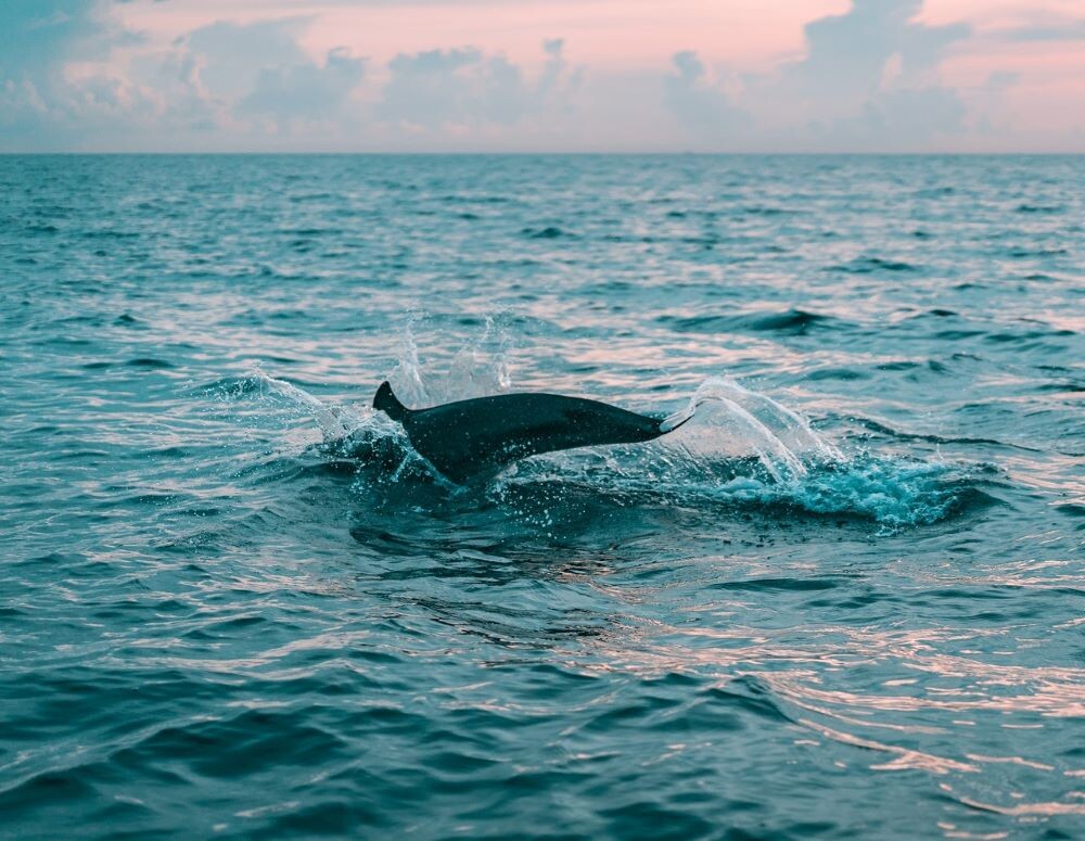 Dolphin swimming in the ocean by Anna Maria Island