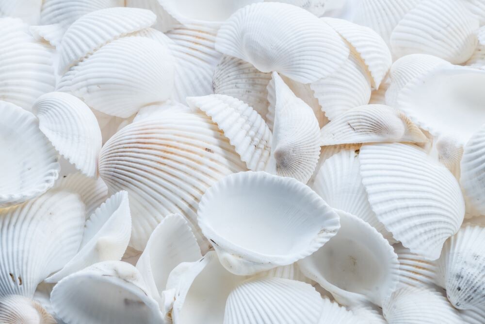 a pile of white sea shells