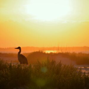 marshland bird silhouette in front of sunset