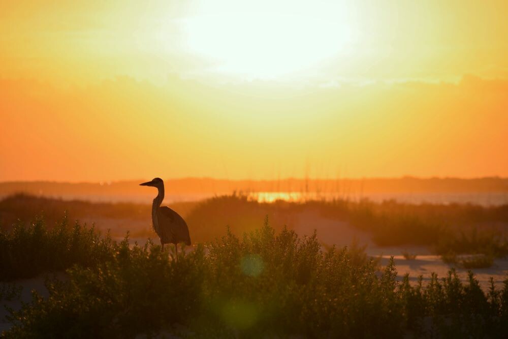 bird in marshlands at sunset