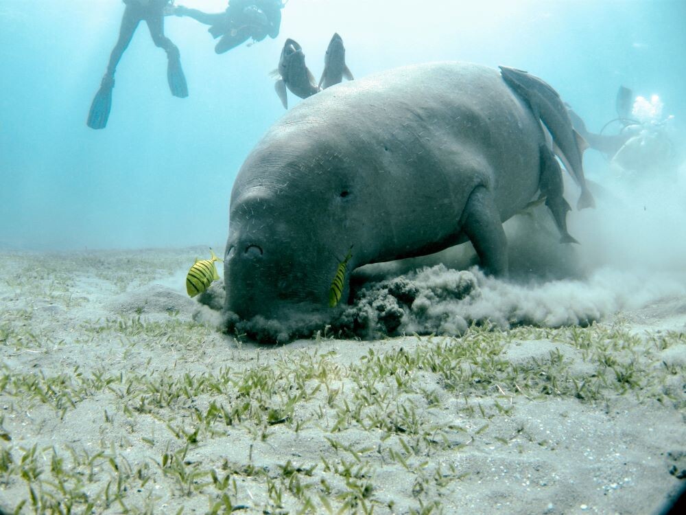 manatee eating a snack