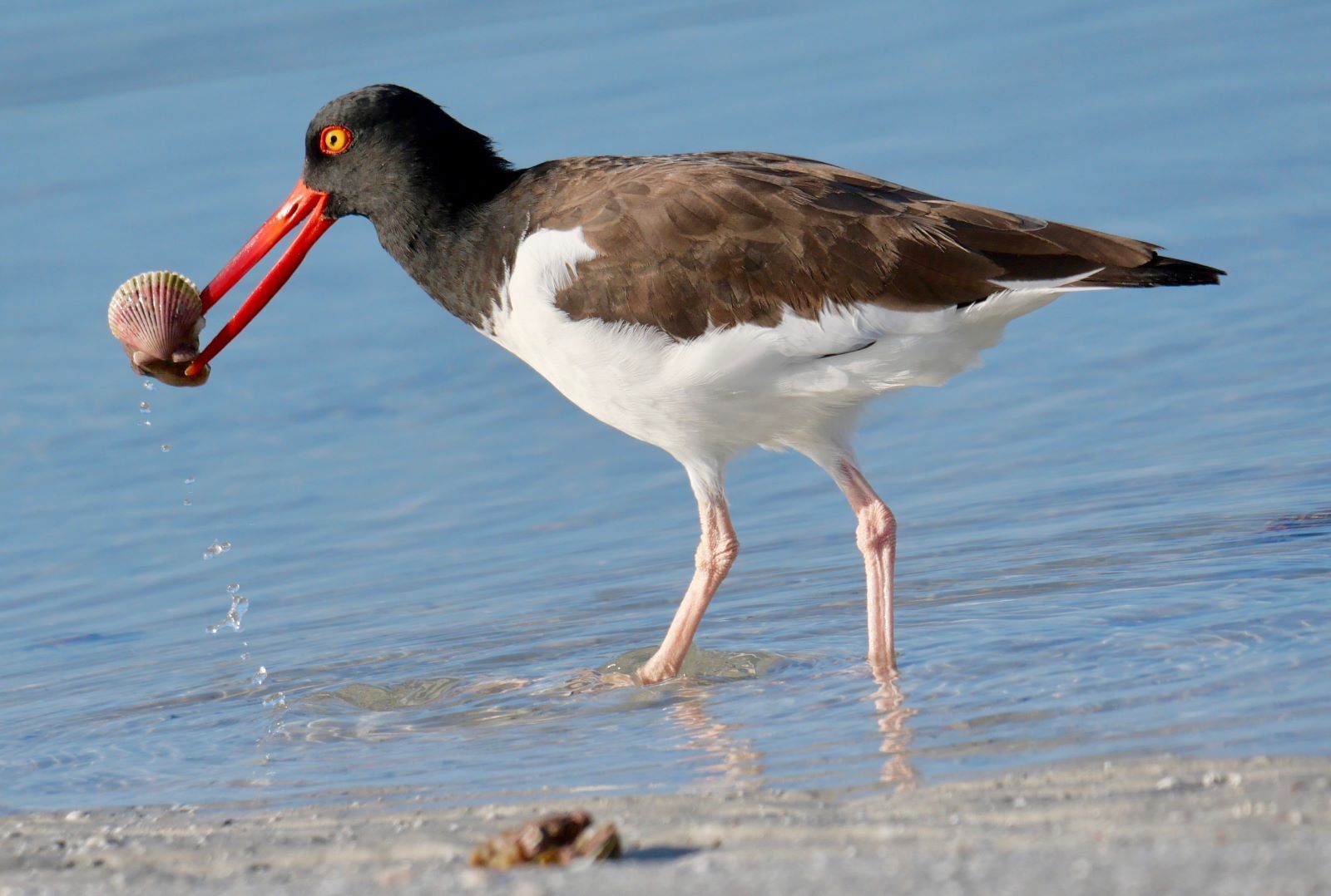 A Birder’s Complete Guide to Anna Maria Island
