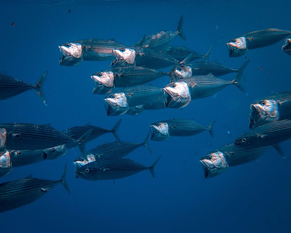 fish in ocean