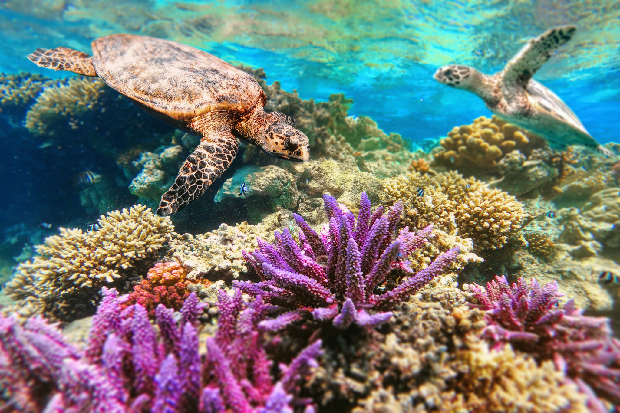 Sea Turtle Season on Anna Maria Island