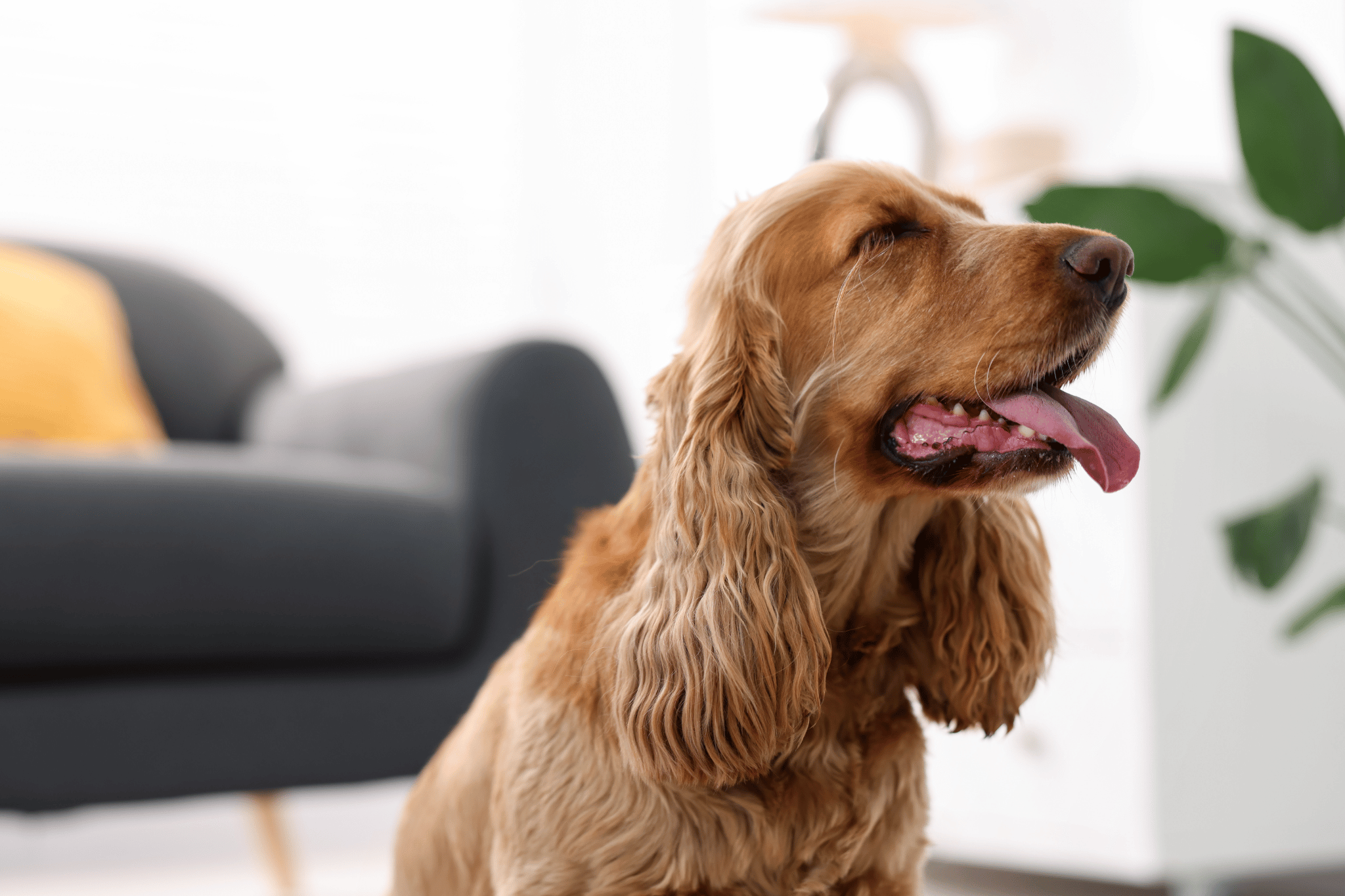 Anna Maria Island Pet-Friendly Vacation Rentals Guide